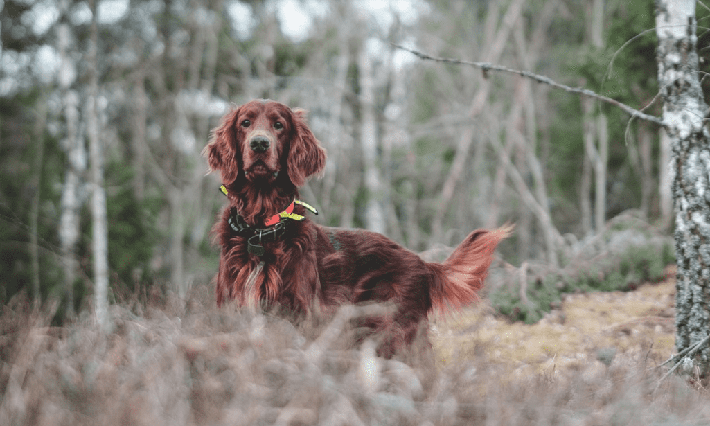 How To Use A Dog Training Collar