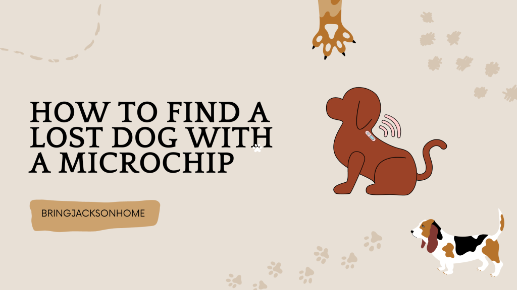 How To Find A Lost Dog With A Microchip - BringJacksonHome