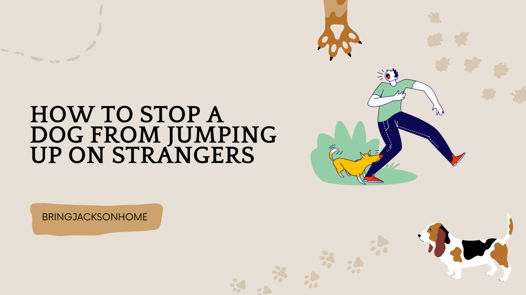 How To Stop A Dog From Jumping Up On Strangers - BringJacksonHome