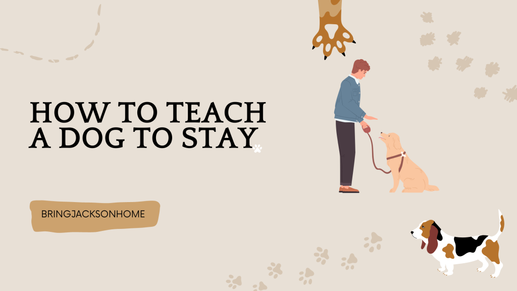 How To Teach A Dog To Stay - BringJacksonHome