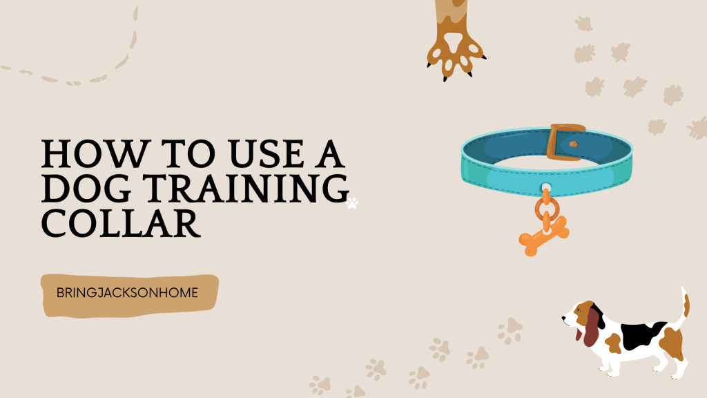How To Use A Dog Training Collar - BringJacksonHome