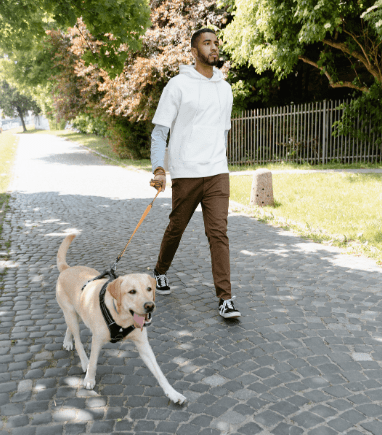 Factors That Affect A Dog’s Walking Frequency