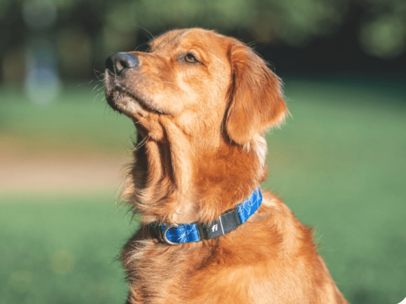 Fi smart dog collar