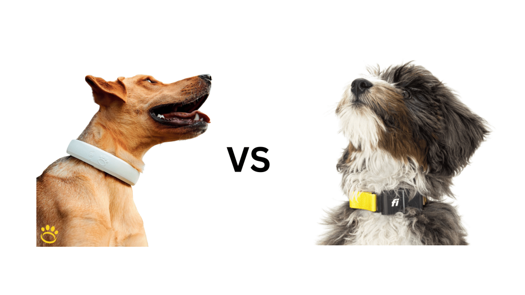Halo Dog Collar vs Fi Dog Collar