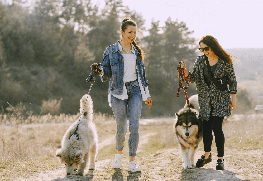 How Does Walking Benefit Your Dog's Health
