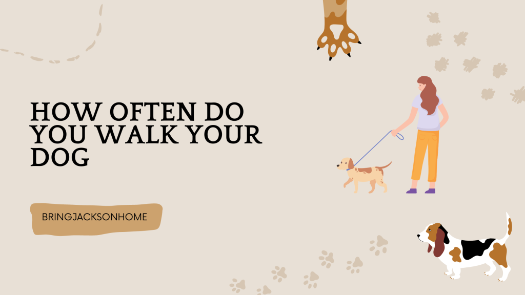 How Often Do You Walk Your Dog - BringJacksonHome