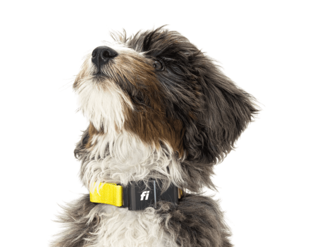 Key Features Of Fi Dog Collar