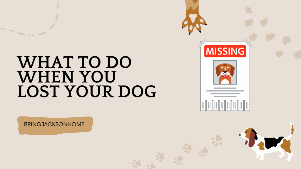 What To Do When You Lost Your Dog - BringJacksonHome