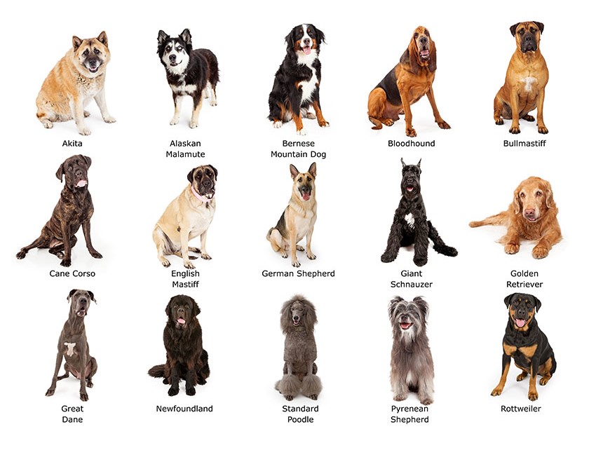  Dog's size and breed