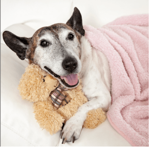 Use old towels or clothes to line your dog's bed