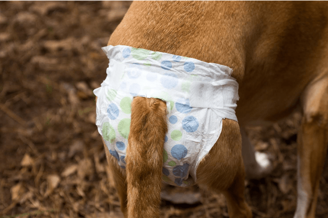 Wrap your dog in doggie Diapers