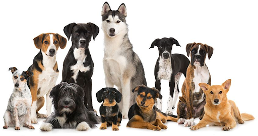 Dog Breed Is Suitable To You
