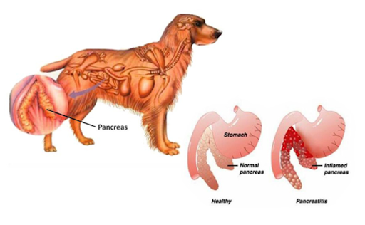  Exactly Is Dog Pancreatitis