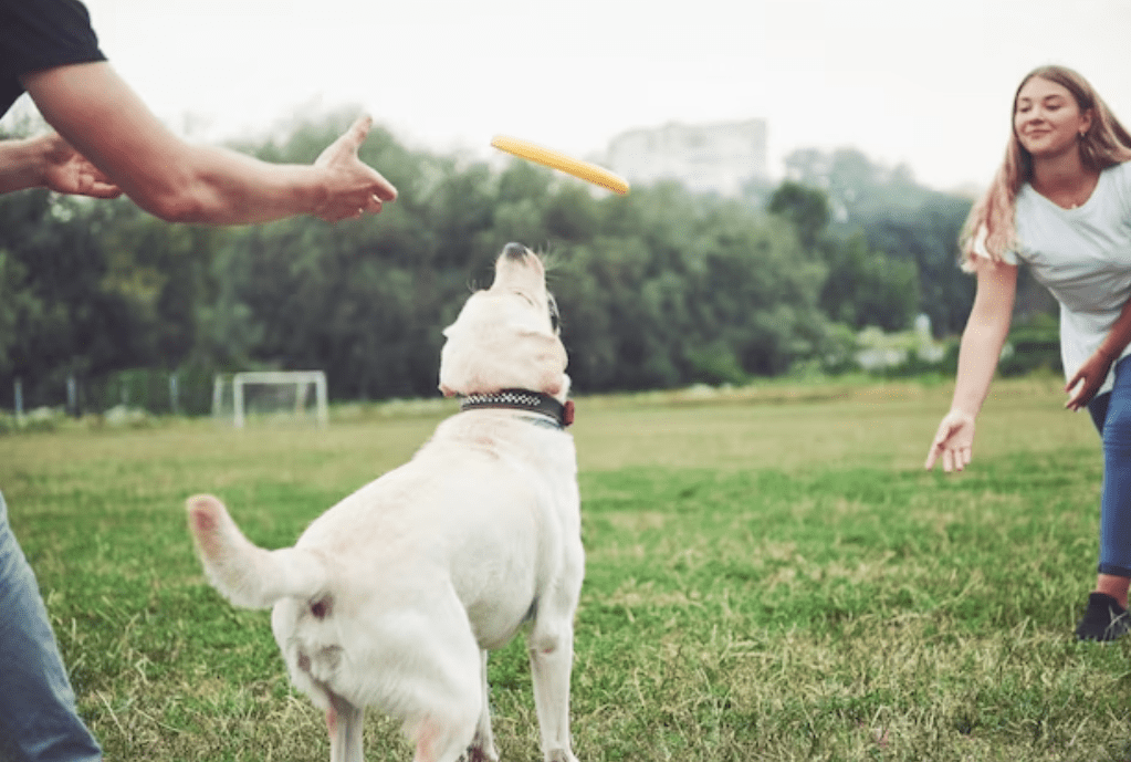 Games To Play With Dogs- Chase Bubbles