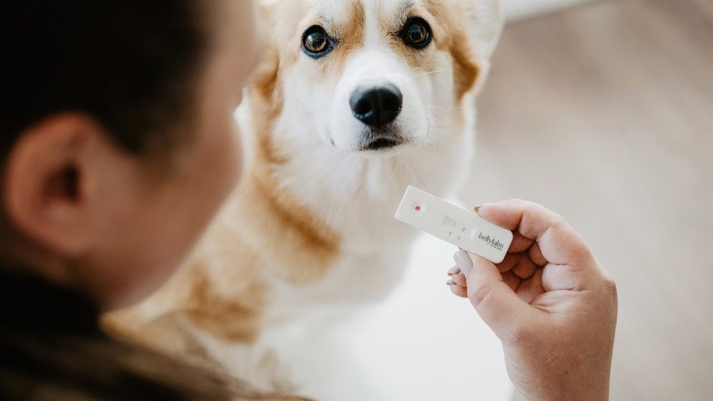 Dog's Fertility Test
