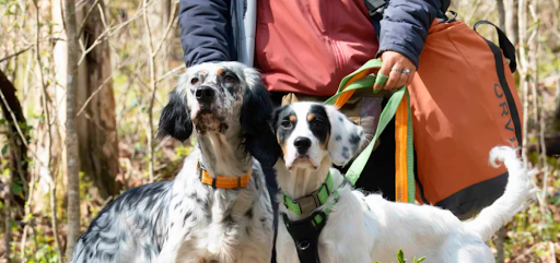 Dog Harness and Dog Collar the same or different