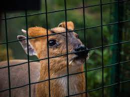 PVC Deer Block Netting