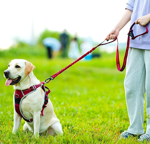 Pros and Cons of a Dog Harness