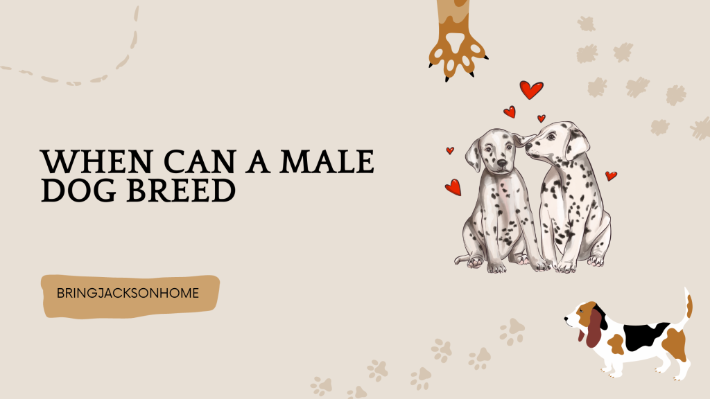 When Can A Male Dog Breed - BringJacksonHome