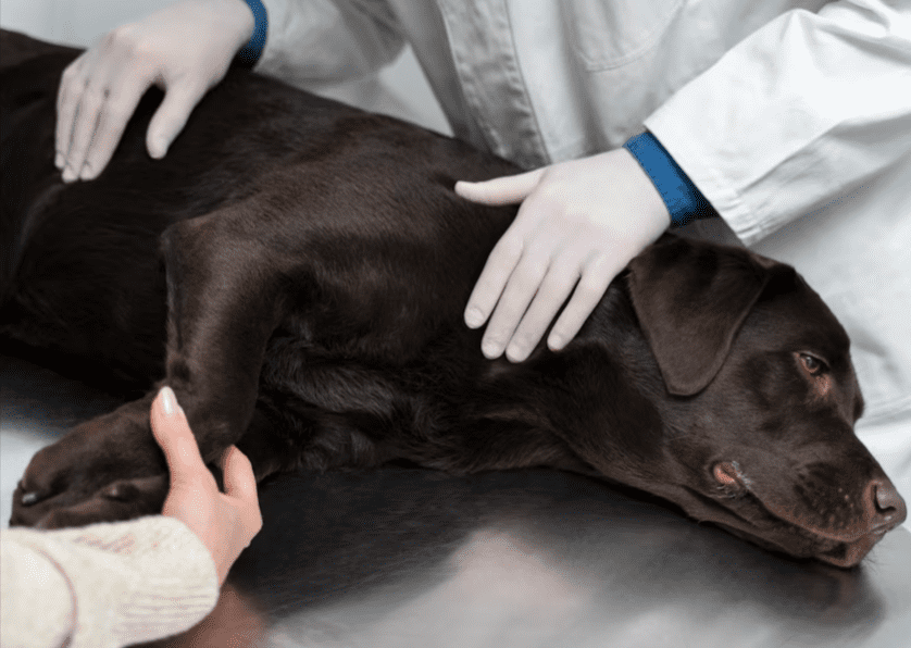 Dog Suffering Through Pain Or Injured