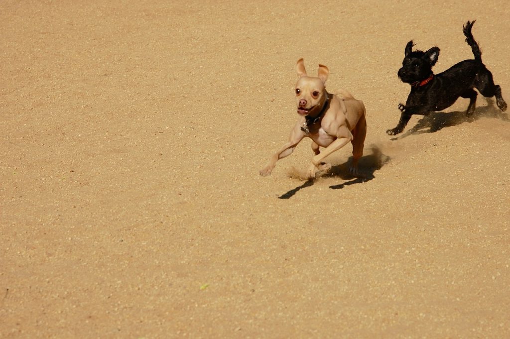 Dog training game- Chase Recall