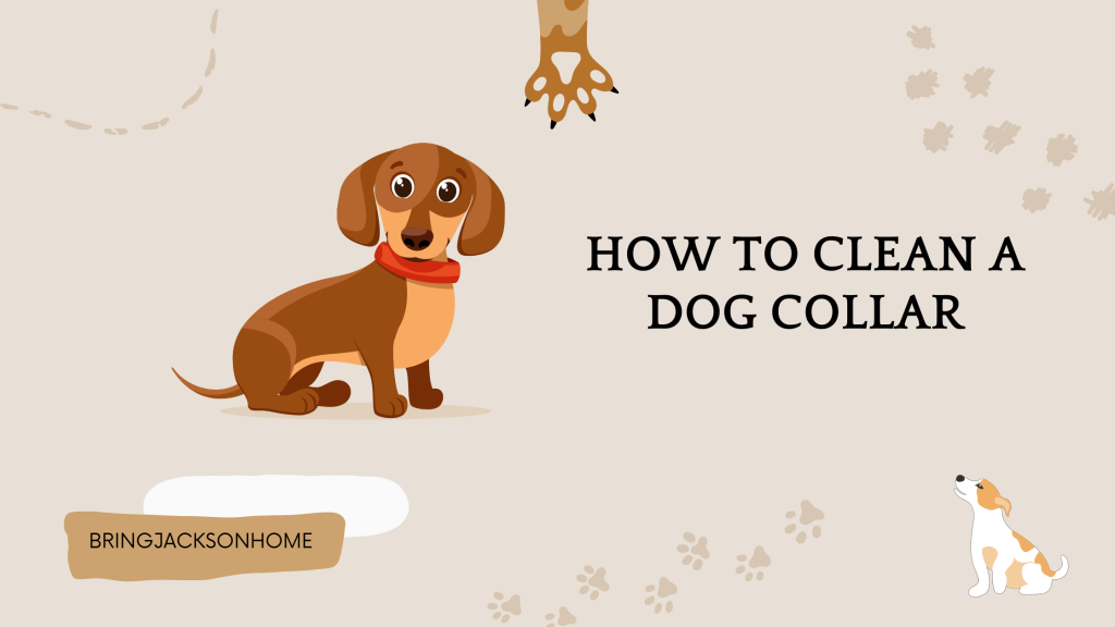 How To clean a dog collar
