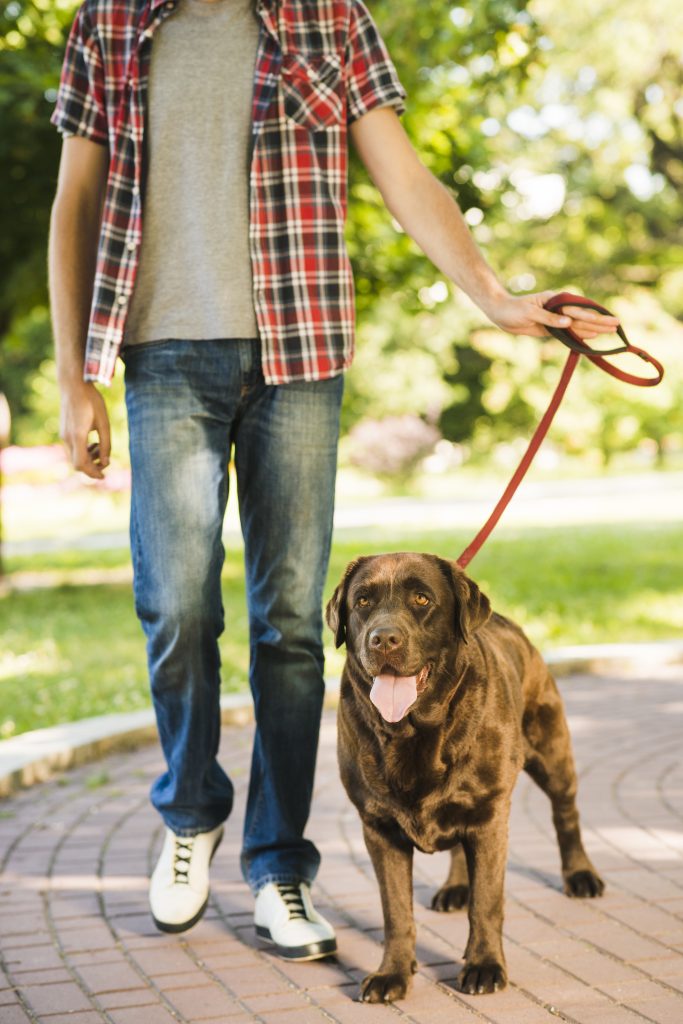 Ways to Stop Your Dog from Pulling On Leash