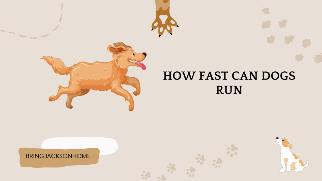How Fast Can Dogs Run