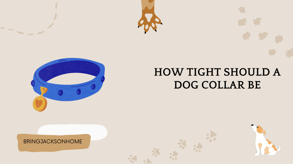 How Tight Should A Dog Collar Be