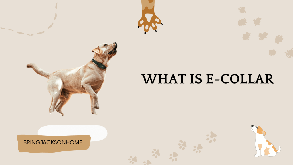 What is e-collar