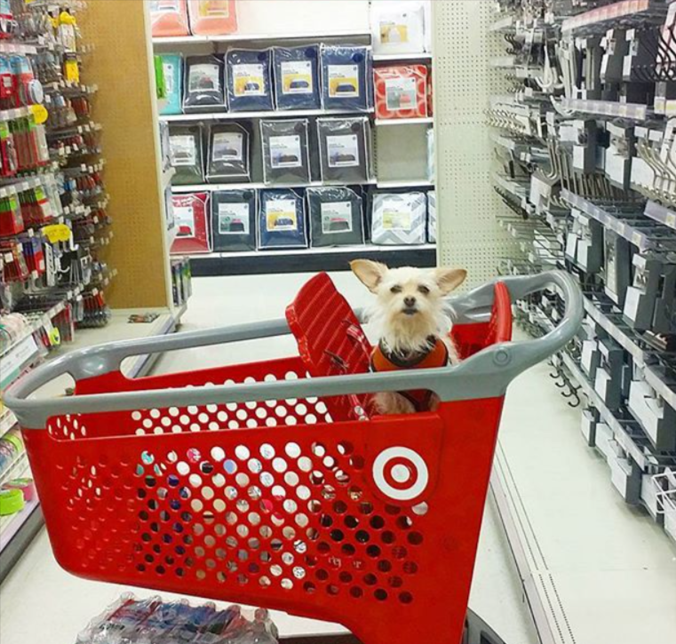 Are dogs allowed at Target