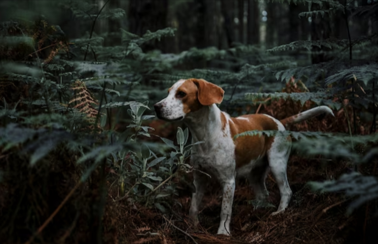 What do lost dogs do at night What do lost dogs do at night