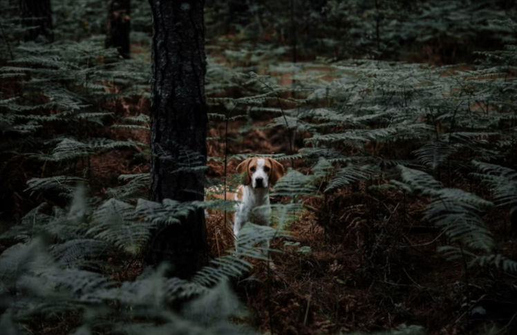 Which Activities do dogs do at night Which Activities do dogs do at night
