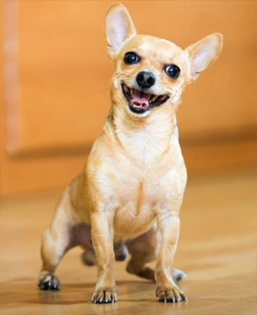 Apple-headed Chihuahua