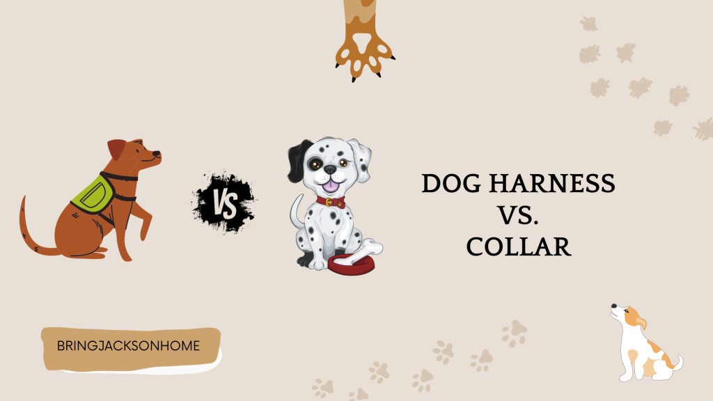 Dog Harness Vs. Collar 2024: Which Is Best for Your Dog?