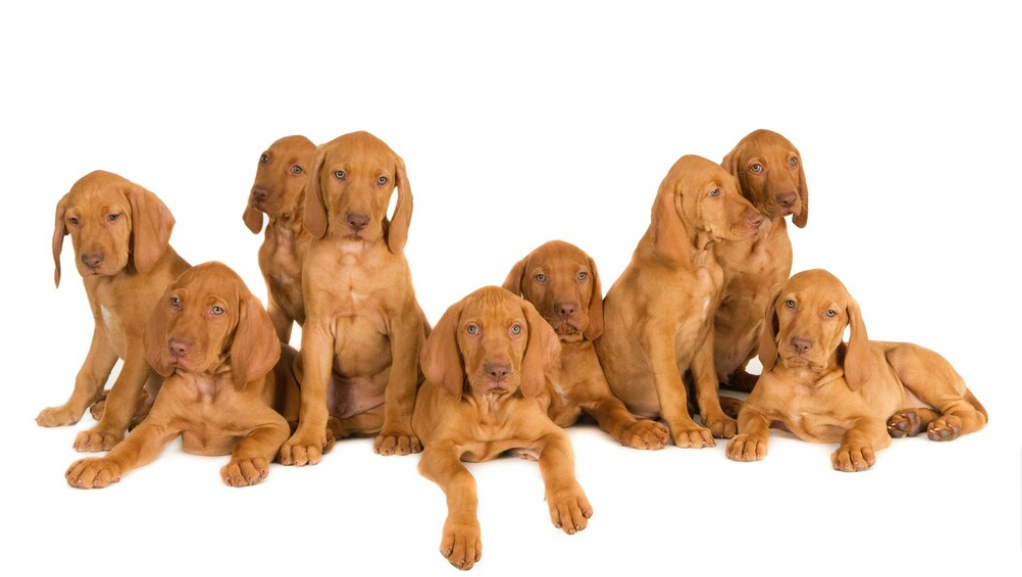 Group of red dog 