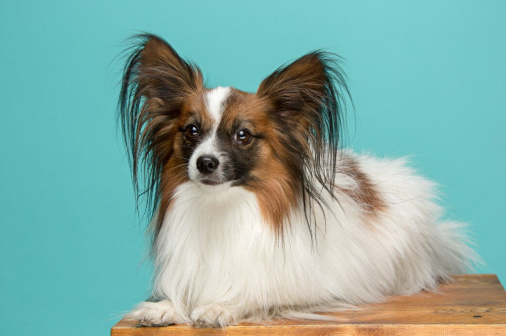 Long Haired Chihuahua