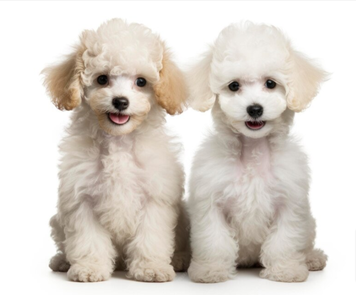 White dog pair
