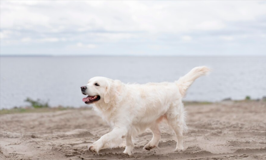 White dogs White dogs