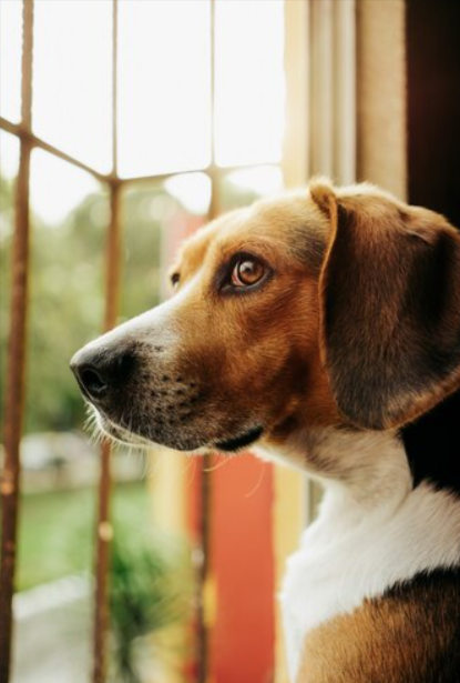 dogs with brown patches dogs with brown patches