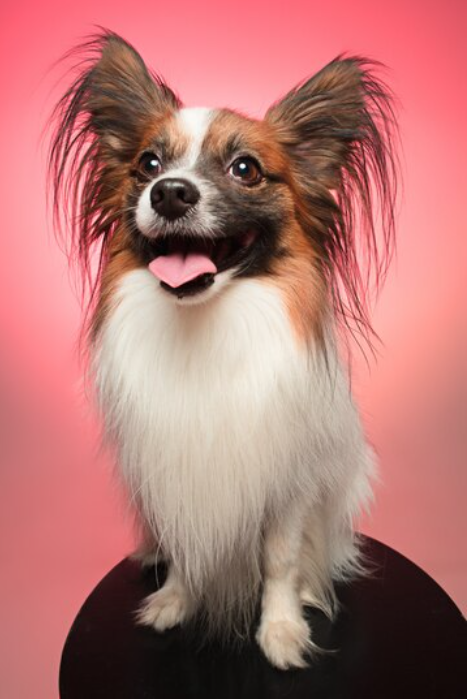 long-haired chihuahua look