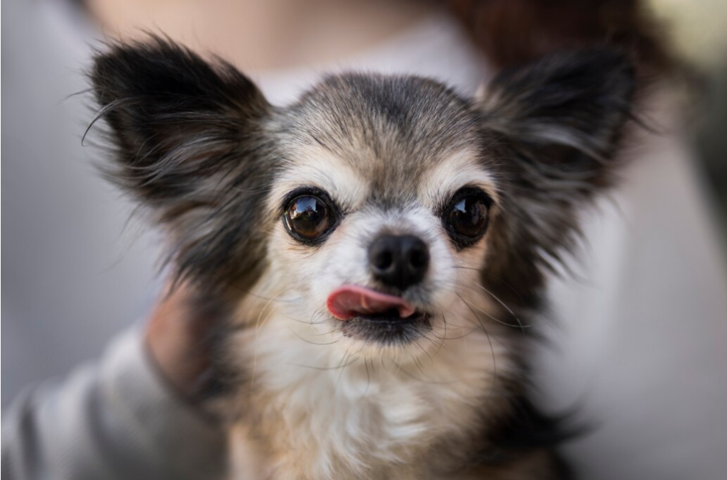 maintain and groom a long-haired chihuahua