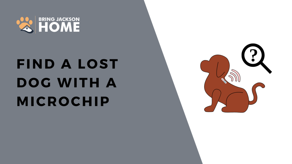 find a lost dog with a microchip
