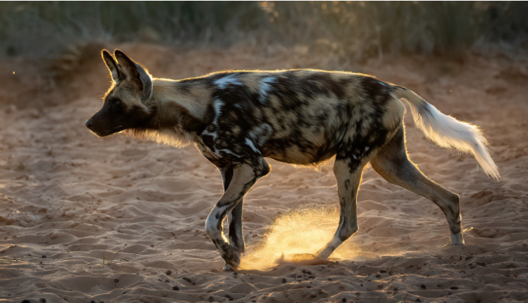 African Wild Dog Habitat