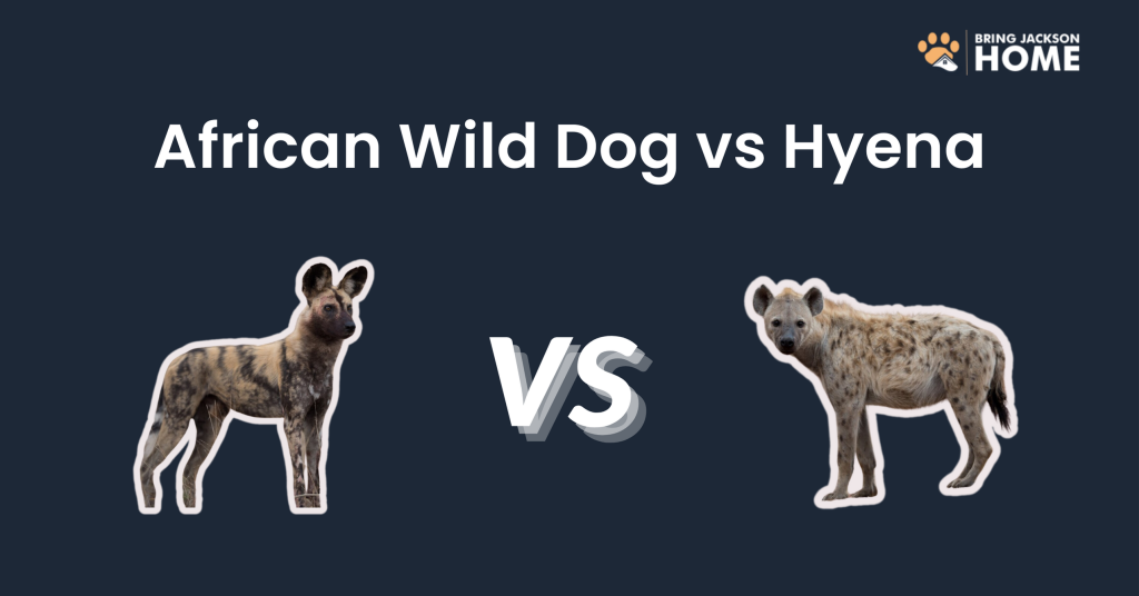 African Wild Dog vs Hyena
