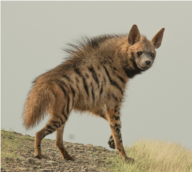 Hyena Habitat