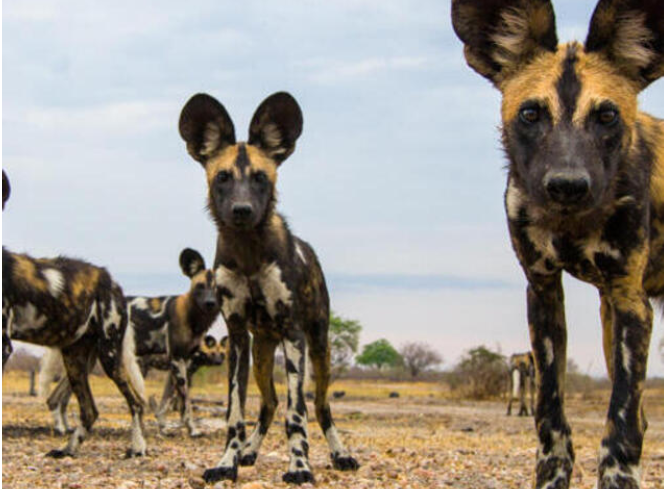 Hyena Morphology Hyena Morphology